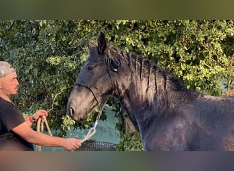 Murgese/caballo de las Murgues, Semental, 2 años, 160 cm, Negro
