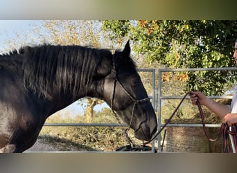 Murgese/caballo de las Murgues, Semental, 2 años, 160 cm, Negro