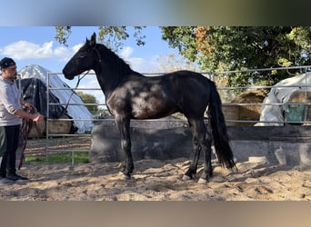 Murgese/caballo de las Murgues, Semental, 2 años, 160 cm, Negro