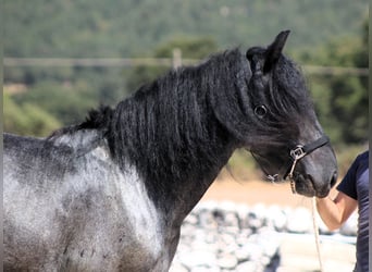 Murgese/caballo de las Murgues, Semental, 2 años, 160 cm, Ruano azulado