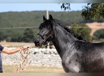 Murgese/caballo de las Murgues, Semental, 2 años, 160 cm, Ruano azulado
