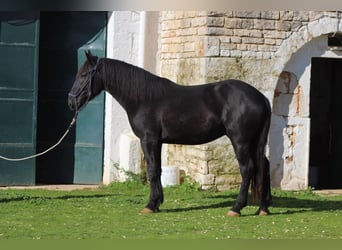 Murgese/caballo de las Murgues, Semental, 2 años, 161 cm, Negro