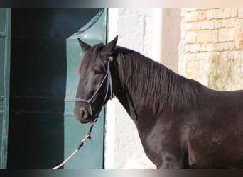 Murgese/caballo de las Murgues, Semental, 2 años, 161 cm, Negro