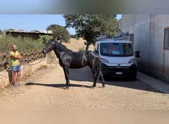 Murgese/caballo de las Murgues, Semental, 2 años, 164 cm, Negro