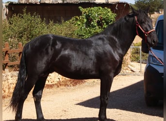 Murgese/caballo de las Murgues, Semental, 2 años, 164 cm, Negro