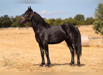 Murgese/caballo de las Murgues, Semental, 2 años, 164 cm, Negro