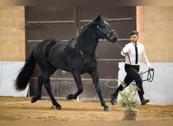 Murgese/caballo de las Murgues, Semental, 2 años, 165 cm, Negro