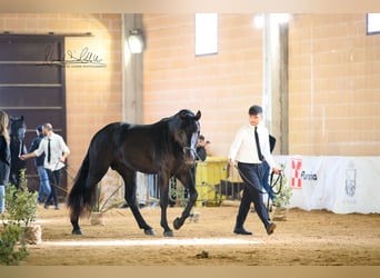 Murgese/caballo de las Murgues, Semental, 2 años, 165 cm, Negro