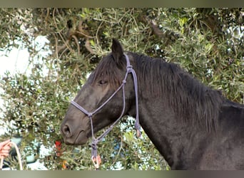 Murgese/caballo de las Murgues, Semental, 2 años, 165 cm, Negro