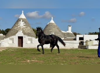 Murgese/caballo de las Murgues, Semental, 2 años, 165 cm, Negro