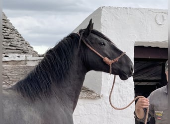Murgese/caballo de las Murgues, Semental, 2 años, 165 cm, Negro