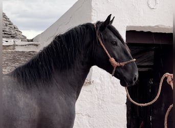 Murgese/caballo de las Murgues, Semental, 2 años, 165 cm, Negro