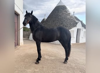 Murgese/caballo de las Murgues, Semental, 2 años, 165 cm, Negro