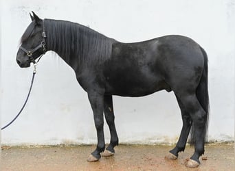 Murgese/caballo de las Murgues, Semental, 3 años, 155 cm, Negro