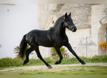 Murgese/caballo de las Murgues, Semental, 3 años, 155 cm, Negro