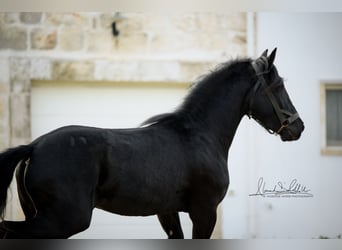 Murgese/caballo de las Murgues, Semental, 3 años, 155 cm, Negro