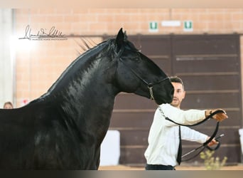 Murgese/caballo de las Murgues, Semental, 3 años, 155 cm, Negro