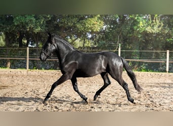 Murgese/caballo de las Murgues, Semental, 3 años, 155 cm, Negro