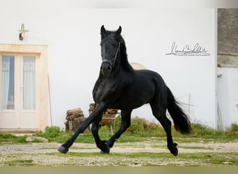 Murgese/caballo de las Murgues, Semental, 3 años, 155 cm, Negro