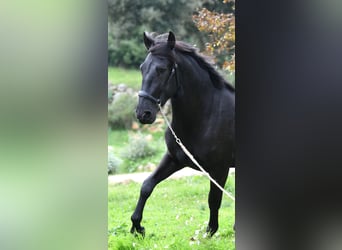 Murgese/caballo de las Murgues, Semental, 3 años, 156 cm