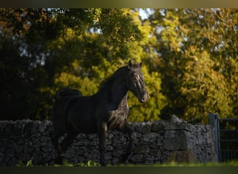 Murgese/caballo de las Murgues, Semental, 3 años, 156 cm, Negro