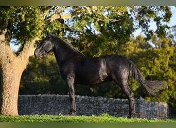 Murgese/caballo de las Murgues, Semental, 3 años, 156 cm, Negro
