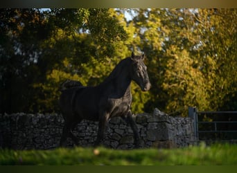 Murgese/caballo de las Murgues, Semental, 3 años, 156 cm, Negro