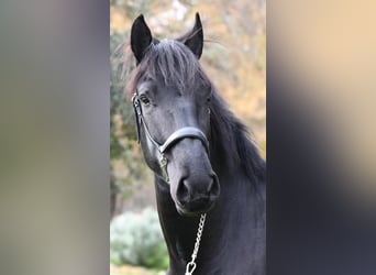 Murgese/caballo de las Murgues, Semental, 3 años, 156 cm, Negro