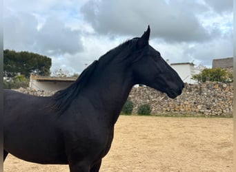 Murgese/caballo de las Murgues, Semental, 3 años, 158 cm, Negro