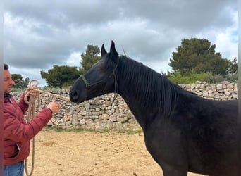 Murgese/caballo de las Murgues, Semental, 3 años, 158 cm, Negro