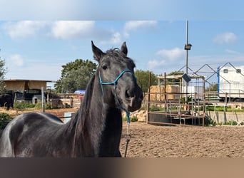 Murgese/caballo de las Murgues, Semental, 3 años, 158 cm, Negro