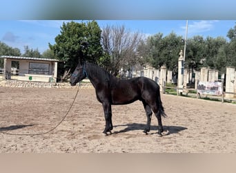 Murgese/caballo de las Murgues, Semental, 3 años, 158 cm, Negro