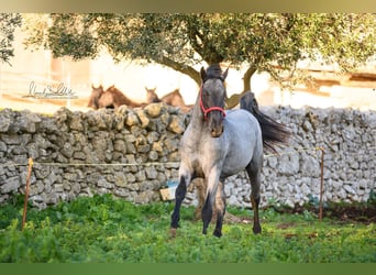 Murgese/caballo de las Murgues, Semental, 3 años, 158 cm, Ruano azulado