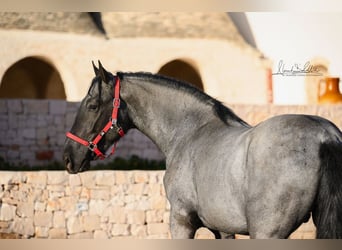 Murgese/caballo de las Murgues, Semental, 3 años, 158 cm, Ruano azulado