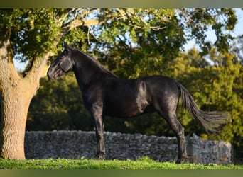 Murgese/caballo de las Murgues, Semental, 3 años, 160 cm, Negro