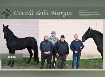 Murgese/caballo de las Murgues, Semental, 3 años, 161 cm