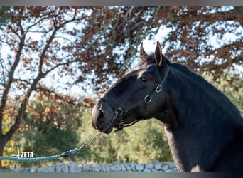 Murgese/caballo de las Murgues, Semental, 3 años, 161 cm, Negro