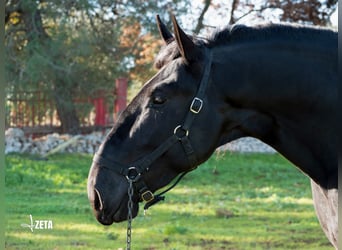 Murgese/caballo de las Murgues, Semental, 3 años, 161 cm, Negro
