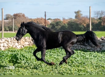 Murgese/caballo de las Murgues, Semental, 3 años, 161 cm, Negro