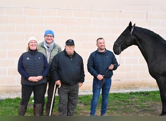 Murgese/caballo de las Murgues, Semental, 3 años, 161 cm, Negro
