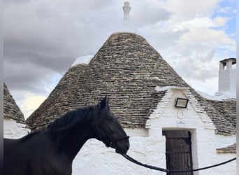 Murgese/caballo de las Murgues, Semental, 3 años, 163 cm, Negro