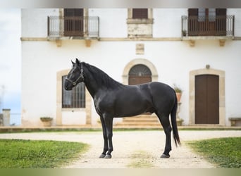 Murgese/caballo de las Murgues, Semental, 3 años, 163 cm, Negro