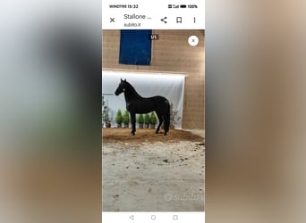 Murgese/caballo de las Murgues, Semental, 3 años, 163 cm, Negro