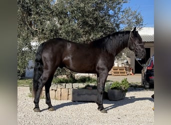 Murgese/caballo de las Murgues, Semental, 3 años, 164 cm, Negro