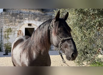 Murgese/caballo de las Murgues, Semental, 3 años, 164 cm, Negro