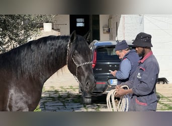 Murgese/caballo de las Murgues, Semental, 3 años, 164 cm, Negro