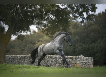 Murgese/caballo de las Murgues, Semental, 3 años, 164 cm, Ruano azulado