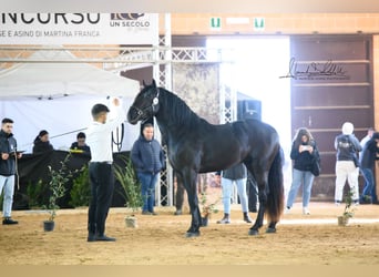 Murgese/caballo de las Murgues, Semental, 3 años, 165 cm, Negro