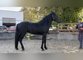 Murgese/caballo de las Murgues, Semental, 3 años, 165 cm, Negro