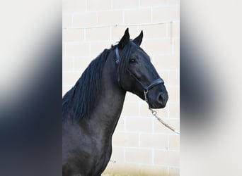 Murgese/caballo de las Murgues, Semental, 3 años